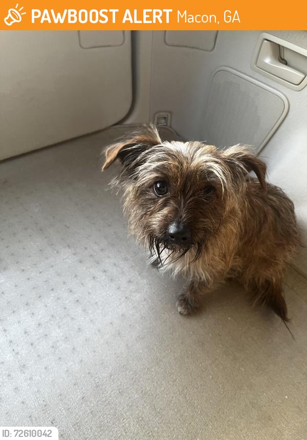 Found/Stray Male Dog last seen Near Mercer University Drive, Macon, GA 31207, Macon, GA 31201