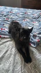 Lost Unknown Dog last seen Near Spring st Stockton , Stockton, CA 95206
