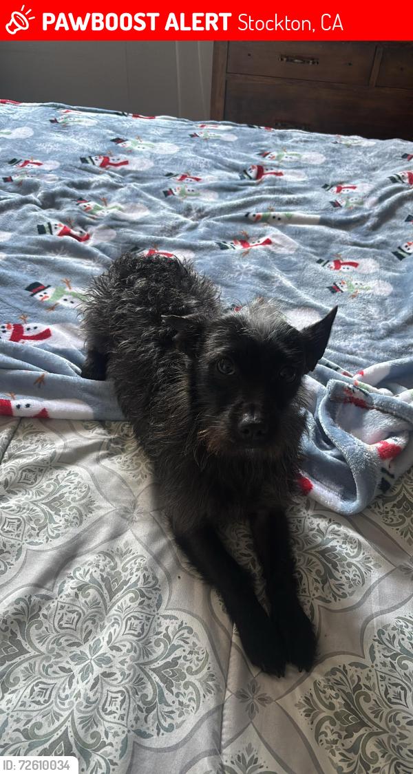 Lost Unknown Dog last seen Near Spring st Stockton , Stockton, CA 95206