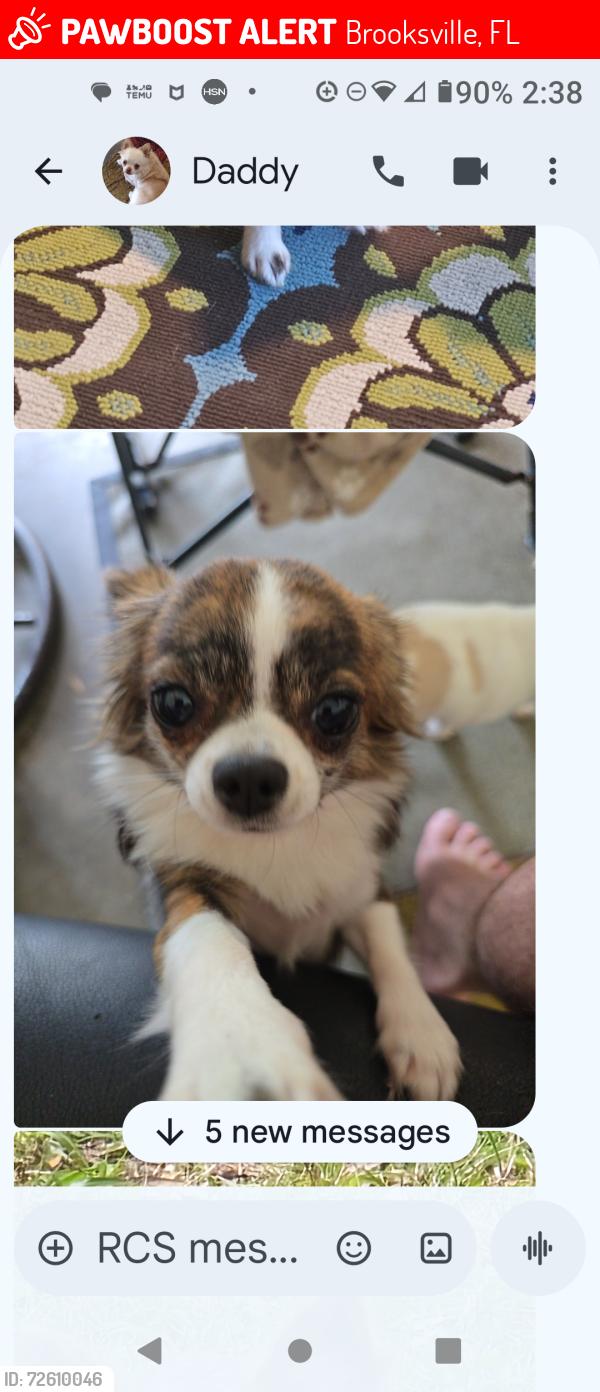 Lost Female Dog last seen Wallie. Drive, Brooksville, FL 34601