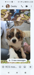 Lost Female Dog last seen Wallie. Drive, Brooksville, FL 34601