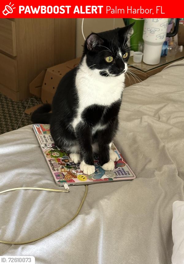 Lost Male Cat last seen Innisbrook drive, Palm Harbor, FL 34683
