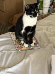 Lost Male Cat last seen Innisbrook drive, Palm Harbor, FL 34683