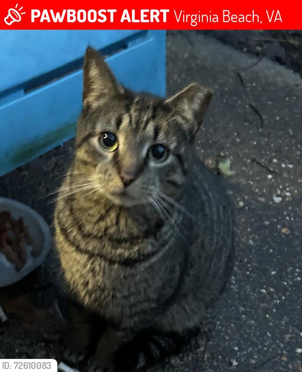Lost Female Cat last seen Whitchduck, Virginia Beach, VA 23462