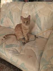 Lost Male Cat last seen Near & JACARADA, Venice, FL 34293