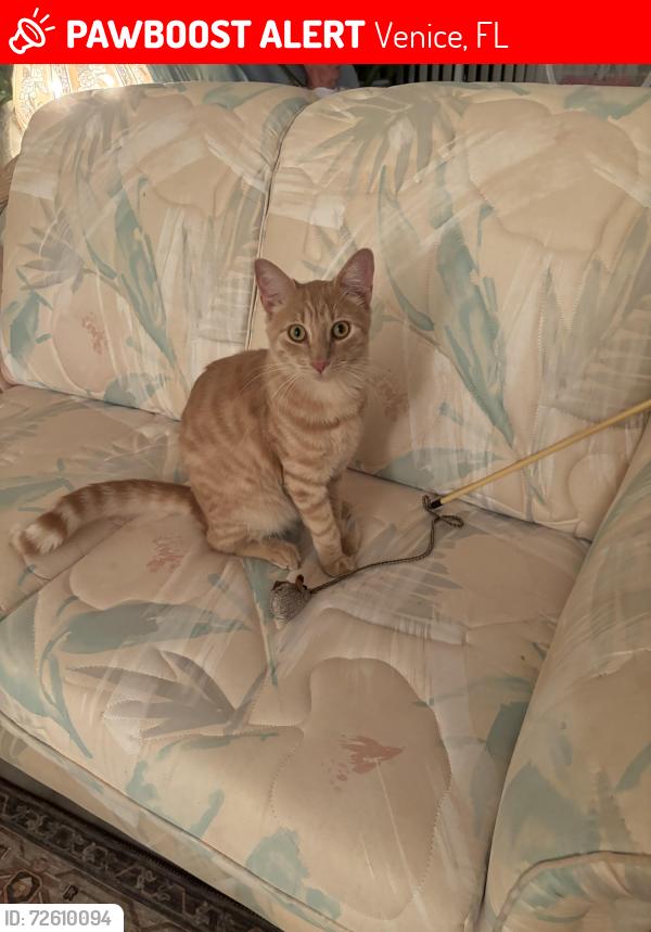 Lost Male Cat last seen Near & JACARADA, Venice, FL 34293
