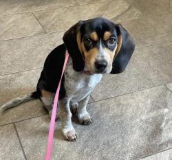 Lost Female Dog last seen Dripping springs, Seymour, TN 37865