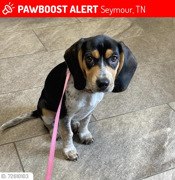 Lost Female Dog last seen Dripping springs, Seymour, TN 37865