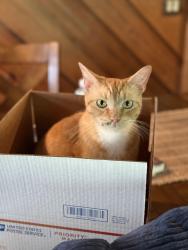 Lost Male Cat last seen Lemon st, DeLand, FL 32720
