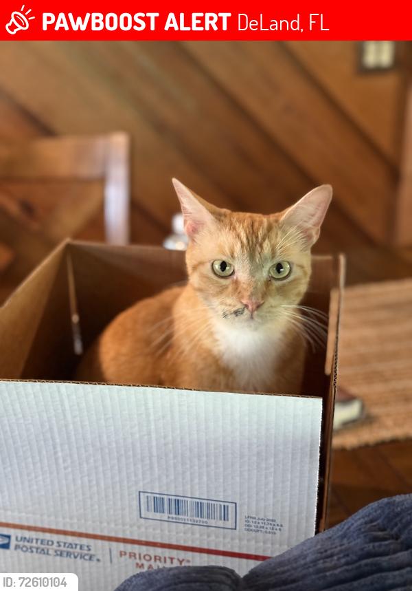 Lost Male Cat last seen Lemon st, DeLand, FL 32720