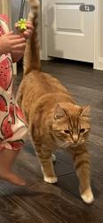 Lost Male Cat last seen Moose Run, Huntsville, TX 77340