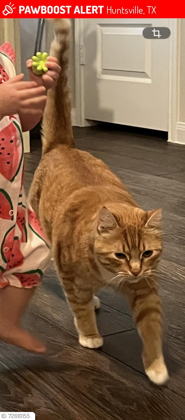 Lost Male Cat last seen Moose Run, Huntsville, TX 77340