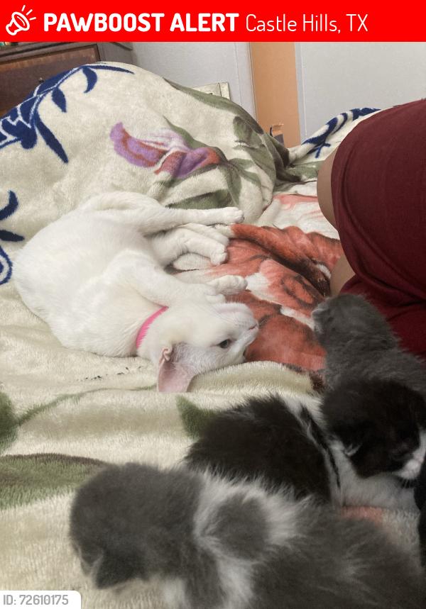 Lost Female Cat last seen Jackson keller, Castle Hills, TX 78213