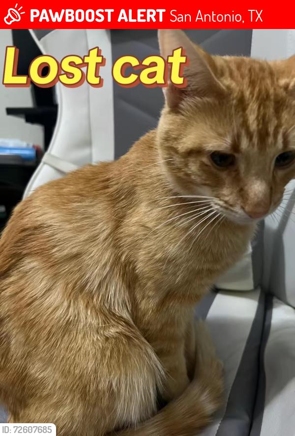 Lost Male Cat last seen Eckhert/Huebner, San Antonio, TX 78240