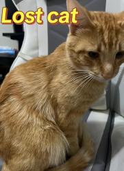 Lost Male Cat last seen Eckhert/Huebner, San Antonio, TX 78240