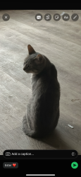 Lost Male Cat last seen Near W Park St Olathe, KS  66061 United States, Olathe, KS 66061