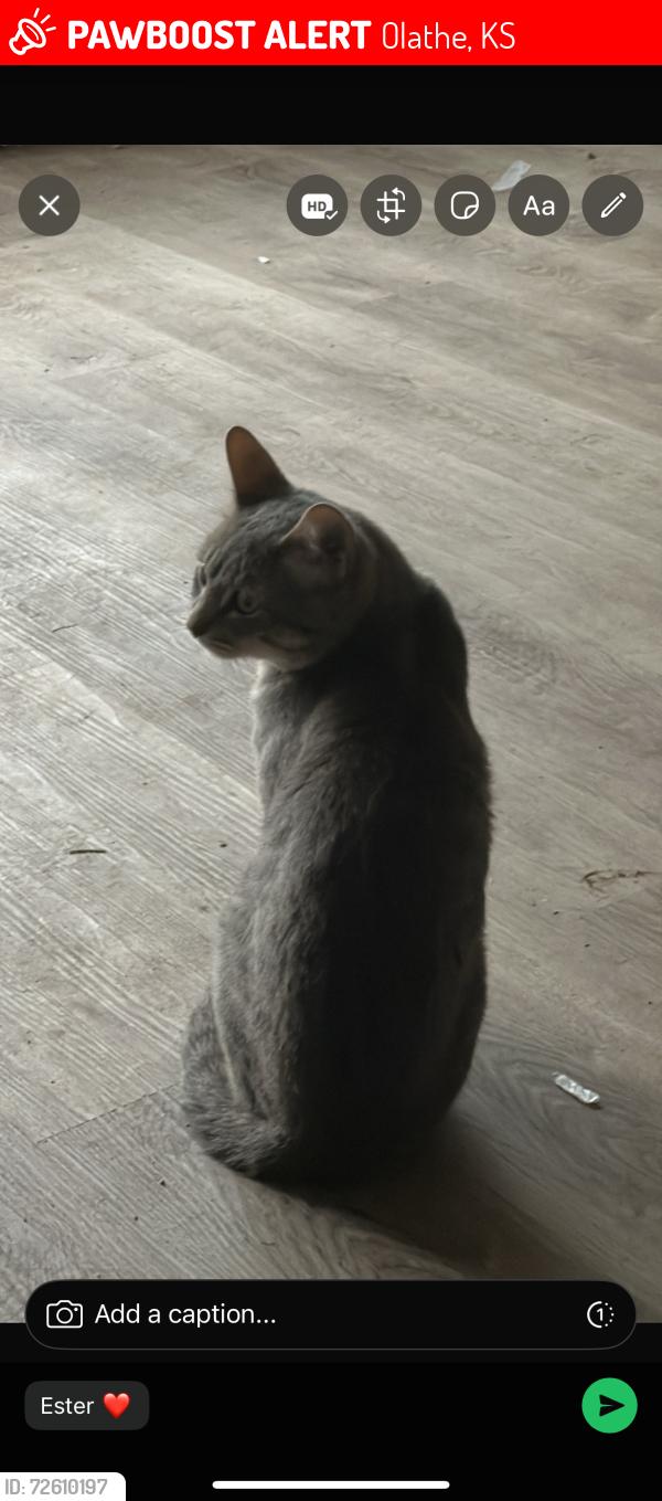 Lost Male Cat last seen Near W Park St Olathe, KS  66061 United States, Olathe, KS 66061