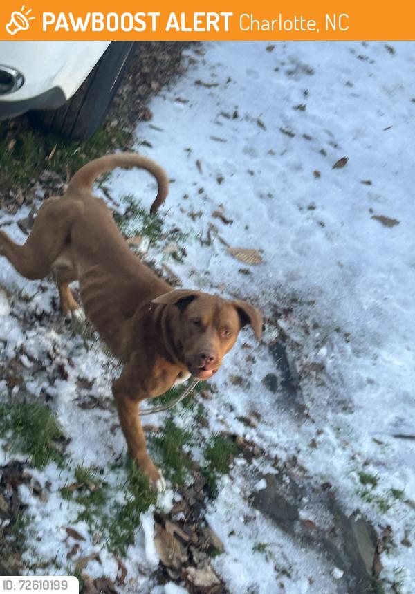 Found/Stray Male Dog last seen Little Rock rh, Charlotte, NC 28214