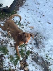 Found/Stray Male Dog last seen Little Rock rh, Charlotte, NC 28214