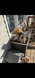 Lost Male Cat last seen Lost at vet clinic, near dollar general, Lyndon, KS 66451