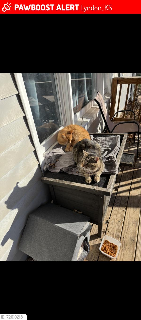 Lost Male Cat last seen Lost at vet clinic, near dollar general, Lyndon, KS 66451