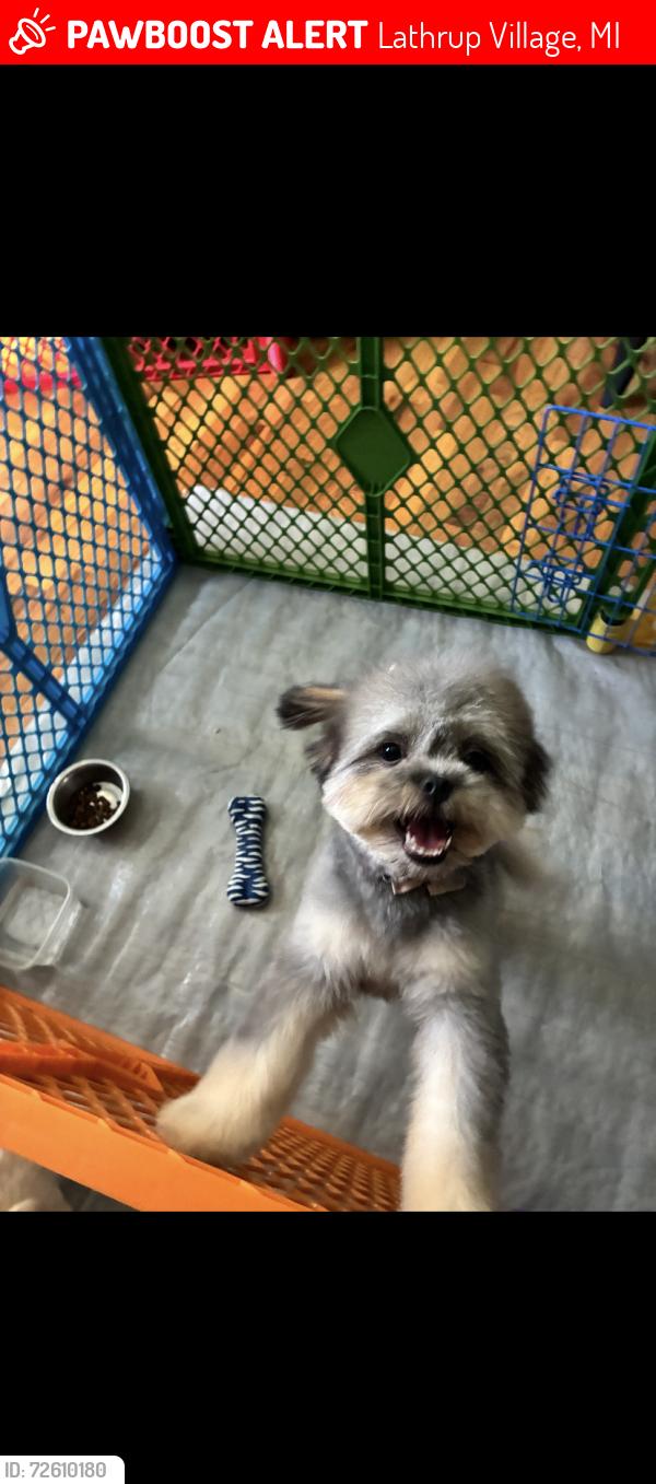 Lost Female Dog last seen Lathrup blvd and Rainbow , Lathrup Village, MI 48076