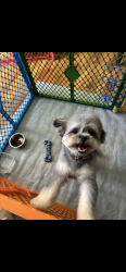 Lost Female Dog last seen Lathrup blvd and Rainbow , Lathrup Village, MI 48076