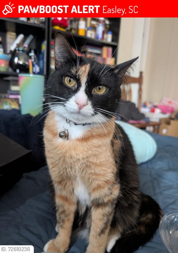 Lost Female Cat last seen Dacusville Elementary , Easley, SC 29640