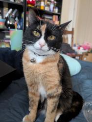 Lost Female Cat last seen Dacusville Elementary , Easley, SC 29640