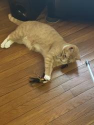 Lost Male Cat last seen N. Hoffman and E. Wilkins in Dallas , Dallas, NC 28034