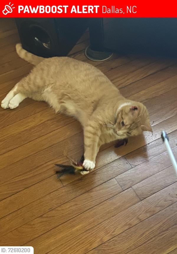 Lost Male Cat last seen N. Hoffman and E. Wilkins in Dallas , Dallas, NC 28034