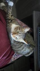 Lost Female Cat last seen Boy Scout. Bronson's Ridge Neighborhood, Apopka, FL 32703