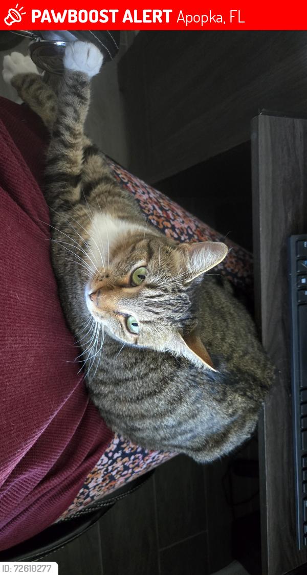 Lost Female Cat last seen Boy Scout. Bronson's Ridge Neighborhood, Apopka, FL 32703