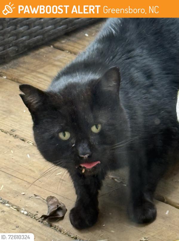 Found/Stray Male Cat last seen Middlebury Way, across from Bur-Mil Park, Greensboro, NC 27410