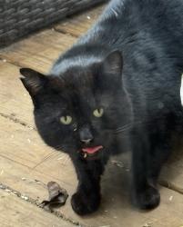 Found/Stray Male Cat last seen Middlebury Way, across from Bur-Mil Park, Greensboro, NC 27410