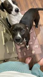Lost Female Dog last seen Sagedown ,beltway 8, Houston, TX 77089