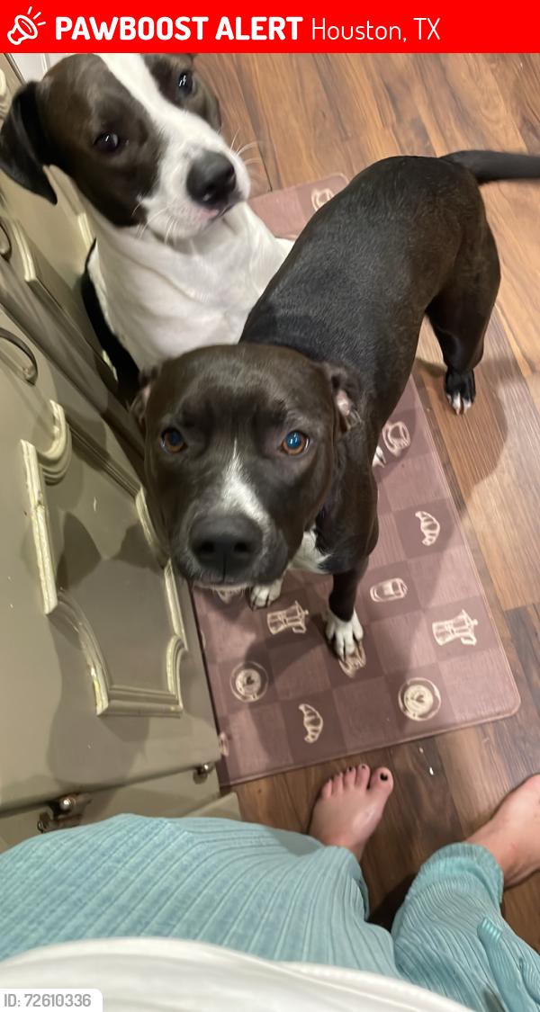 Lost Female Dog last seen Sagedown ,beltway 8, Houston, TX 77089