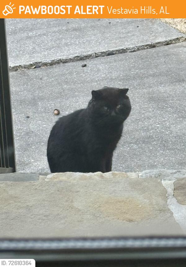 Found/Stray Unknown Cat last seen Rocky Ridge Road, Vestavia Hills, AL 35243