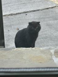 Found/Stray Unknown Cat last seen Rocky Ridge Road, Vestavia Hills, AL 35243