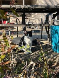 Lost Female Cat last seen Brittany Dr, Belmont Ct, Old Todd Rd, Lacombe, LA 70445