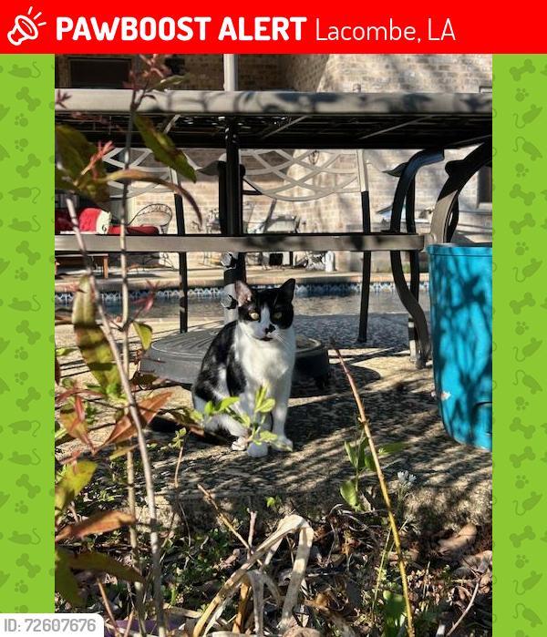 Lost Female Cat last seen Brittany Dr, Belmont Ct, Old Todd Rd, Lacombe, LA 70445