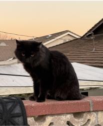 Lost Male Cat last seen Del Lima Avenue , San Gabriel, CA 91775