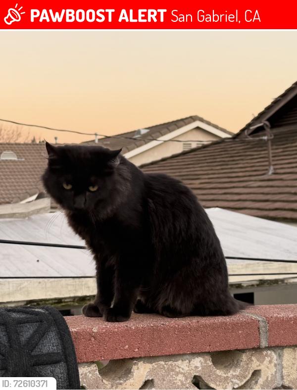 Lost Male Cat last seen Del Lima Avenue , San Gabriel, CA 91775