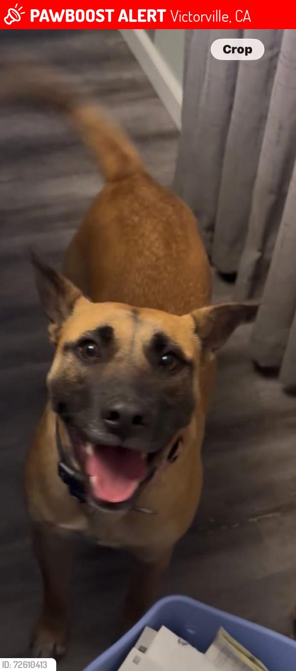 Lost Female Dog last seen Amargosa between Mojave Dr and Village Dr , Victorville, CA 92394