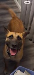 Lost Female Dog last seen Amargosa between Mojave Dr and Village Dr , Victorville, CA 92394