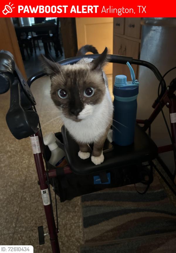 Lost Male Cat last seen Petra, Arlington, TX 76017