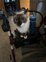Lost Male Cat last seen Petra, Arlington, TX 76017