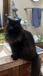 Lost Male Cat last seen Near South Circle, St. George, UT 84790