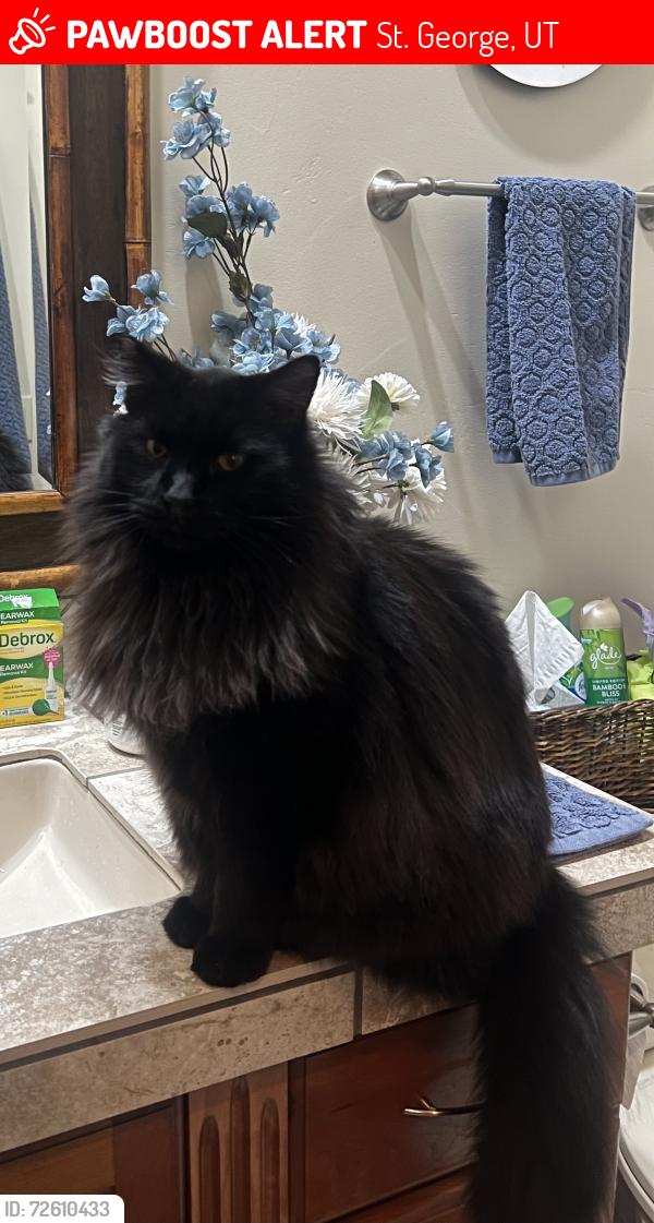 Lost Male Cat last seen Near South Circle, St. George, UT 84790