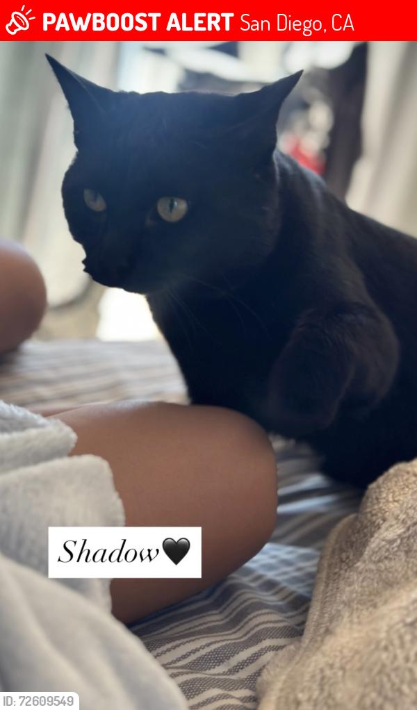 Lost Male Cat last seen Twining Ave / Enero St / Ilexey Ave / Kostner Dr / Del Sol Blvd, San Diego, CA 92154